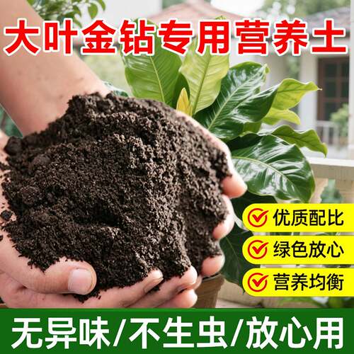 大叶金钻专用土料盆栽植物促长新叶营养土绿公主蔓绿绒养殖花家用