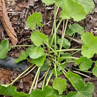 野生新鲜野菜积雪草野生雷公根马蹄草灯盏菜做纯露用料猪鼻孔草