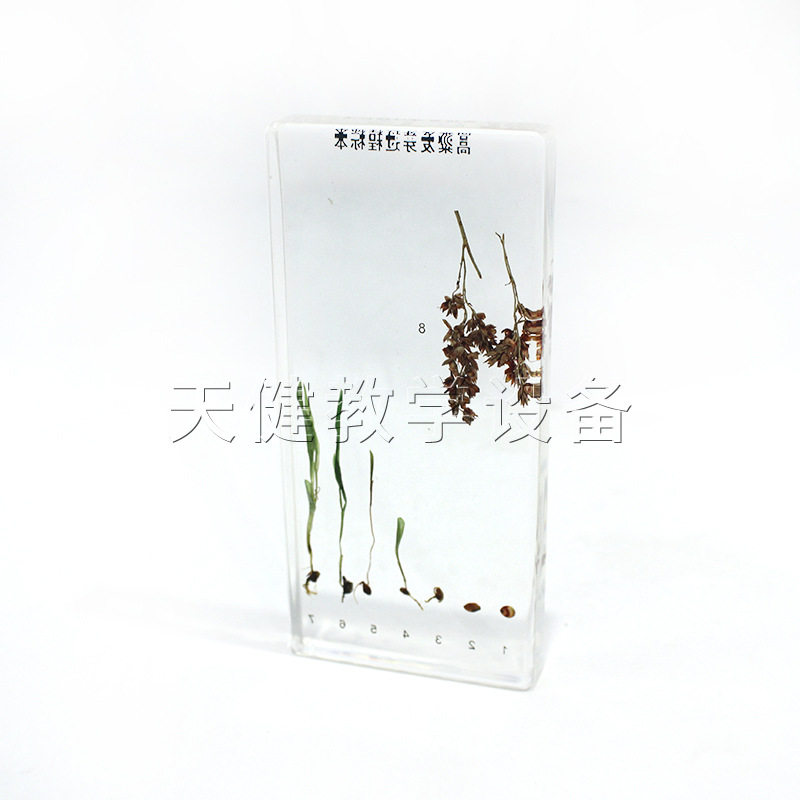 高粱发芽过程标本动植物有机树脂包埋标本中小学实验教学器材