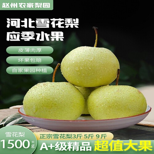 正宗河北赵县雪花梨当季新鲜水果