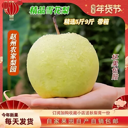 河北雪梨新鲜水果赵县雪花梨水果