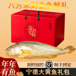 【余小小】福建宁德大黄鱼礼盒 黄瓜鱼 黄花鱼海鲜礼包 新鲜 东海