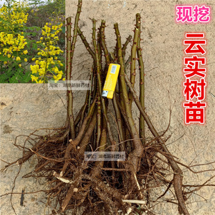 现挖云实苗 云实树苗 斗米虫树苗倒钩刺苗栏杆刺苗庭院绿化围栏苗