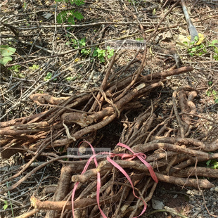 现挖新鲜云实根 牛王茨根 阎王刺根 云实根云实树根500克包邮