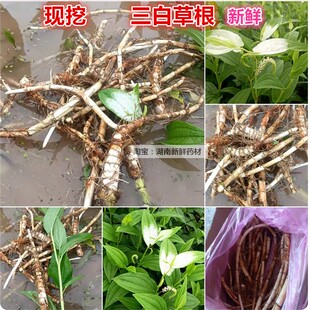 现挖新鲜三白根 水木通 白面姑三白草根 白莲藕 草药三白草药材
