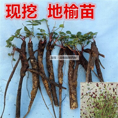 地榆苗现挖多年生草本植物苗盆栽