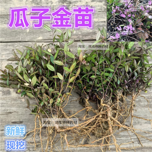 现挖瓜子金苗多年生植物苗药材