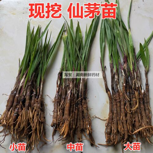 仙茅苗地棕苗独茅根苗独茅苗现挖新鲜仙茅独茅根多年生植物仙茅苗 - 封面