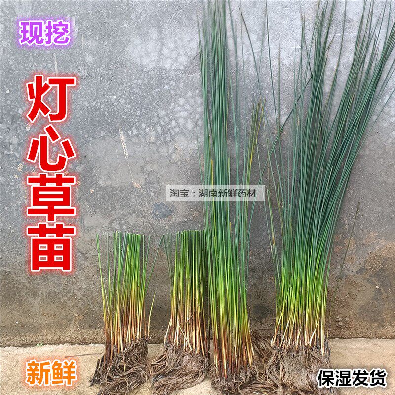 新鲜灯芯草苗 灯心草盆栽中草药煲汤糖水龙须草带泥灯心草苗 - 实物图