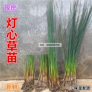 新鲜灯芯草苗 灯心草盆栽中草药煲汤糖水龙须草带泥灯心草苗