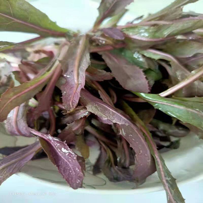 东北现挖新鲜曲麻菜蒲公苣荬菜侵麻菜纯天然生长500克包邮顺丰鲜