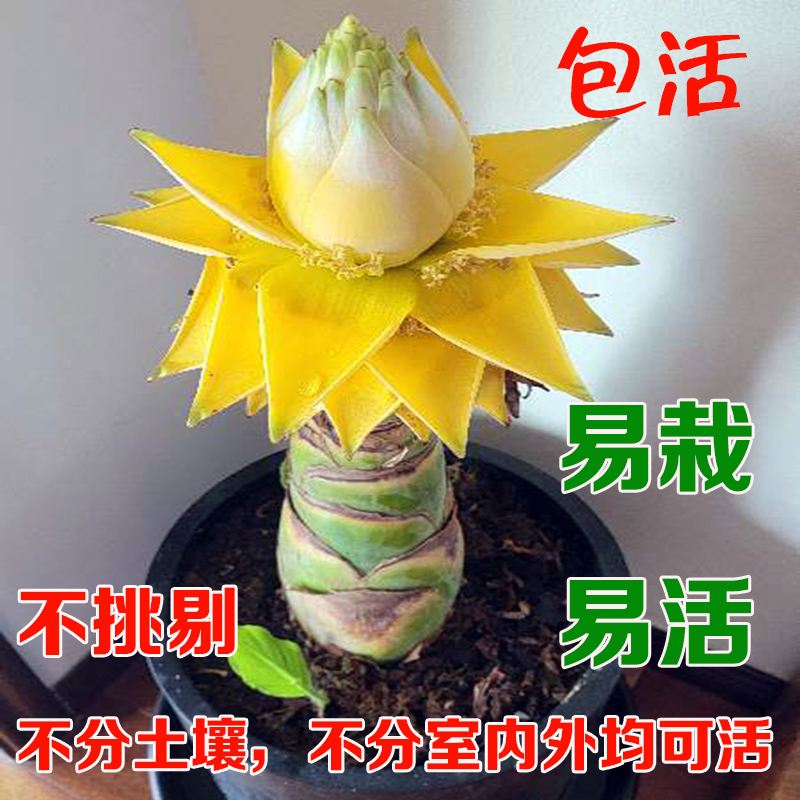 地涌金莲带花苞千瓣莲花云南大型花卉植物可室内室外易栽易活包活 鲜花速递/花卉仿真/绿植园艺 时令草本花卉 原图主图