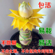 地涌金莲带花苞千瓣莲花云南大型花卉植物可室内室外易栽易活包活