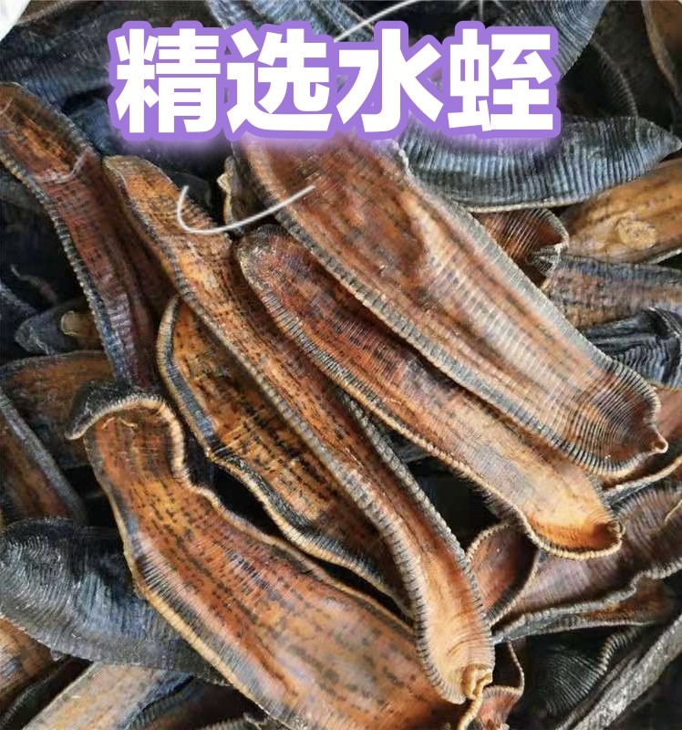 野生金线水蛭 正品宽体金线清水蛭粉金边蚂蝗干活无硫熏