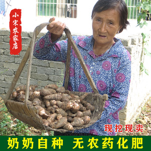 2023江西吉安芋头新鲜现挖毛芋头红芽小芋头当季新鲜蔬菜糯滑芋艿
