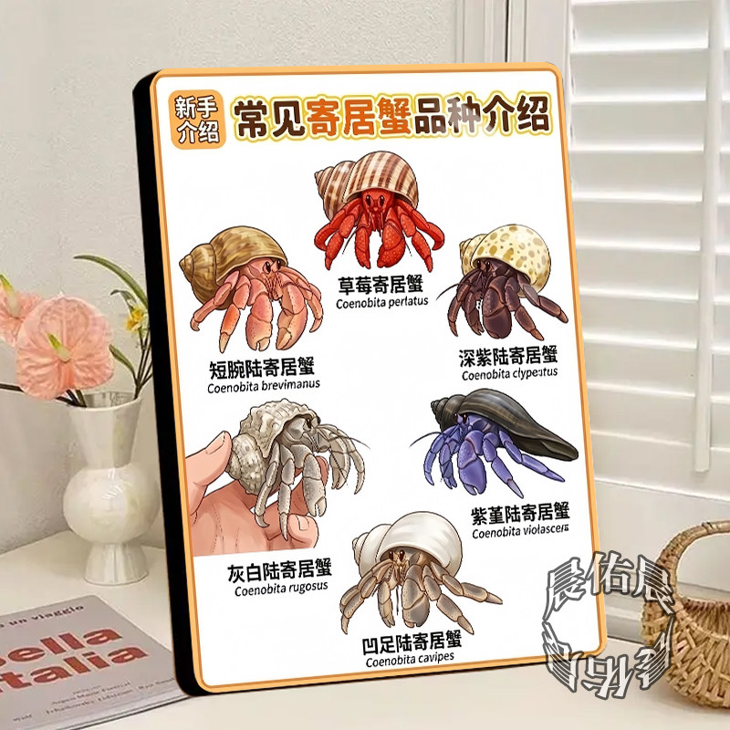 寄居蟹品种科普相框立式展示牌爬宠门店布置装饰相框摆台新款