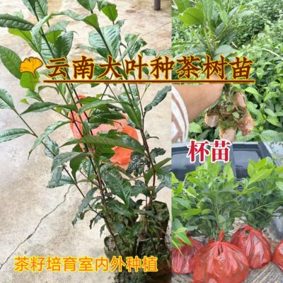 【大叶种茶苗盆景】袋苗杯苗带土球茶树苗茶叶苗普洱茶苗实生苗