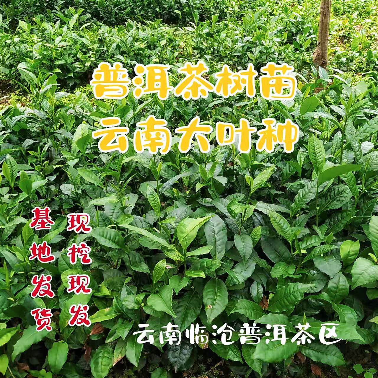 实生苗地苗茶籽培育发芽早茶园种
