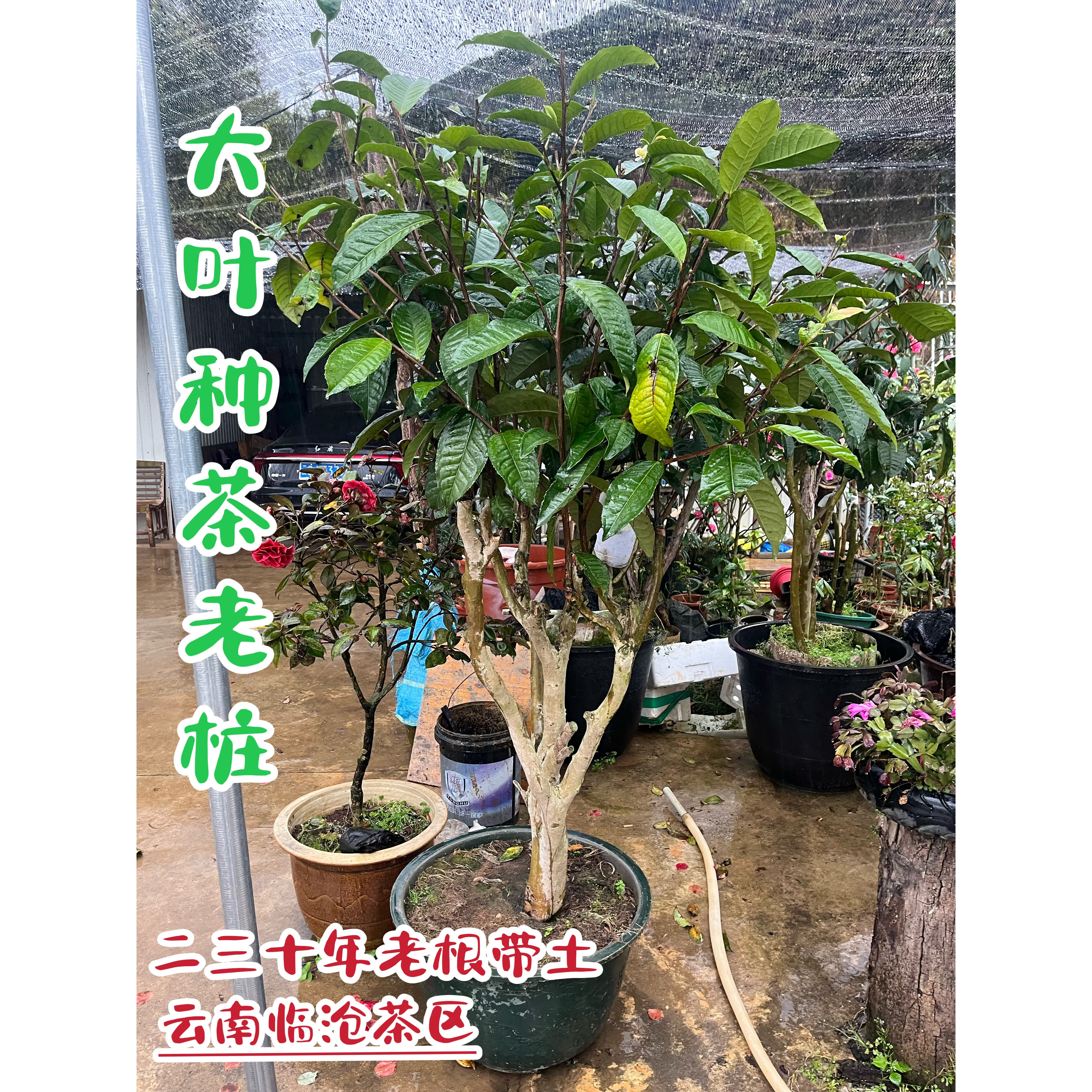乔木大树茶树20年老桩叶片大