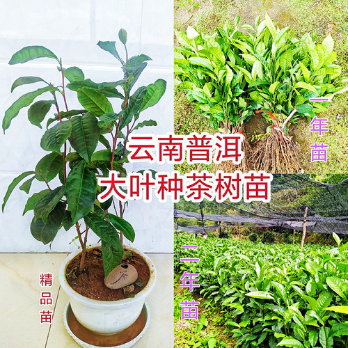 冰岛大叶种乔木茶凤庆大叶种茶苗