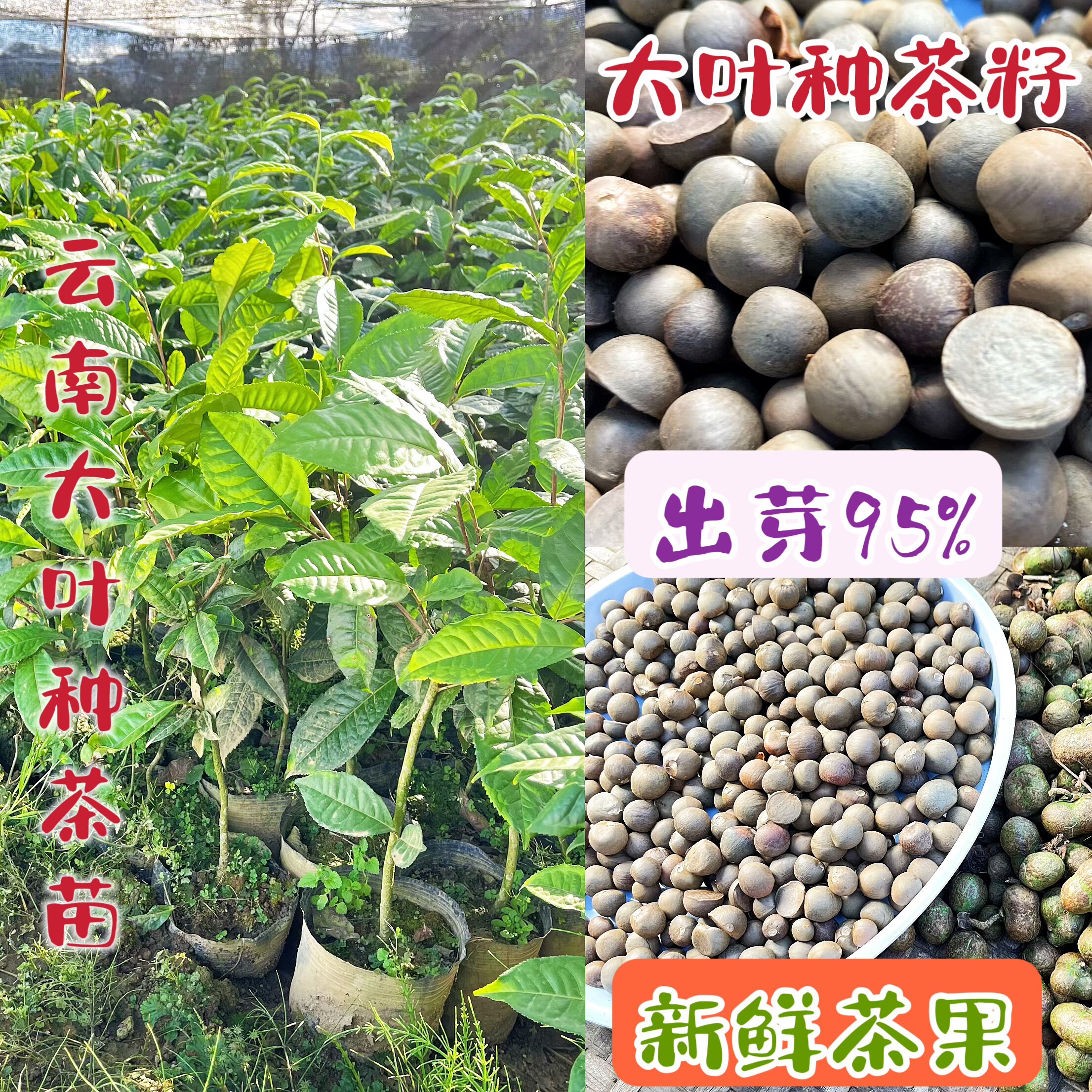 卖大叶种茶籽茶树苗云南普洱茶苗茶果培育袋苗实生苗地苗杯苗裸根