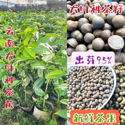 大叶种茶籽茶果茶种子出芽率高
