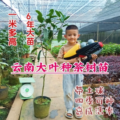 云南大叶种茶树苗做盆景绿化茶籽