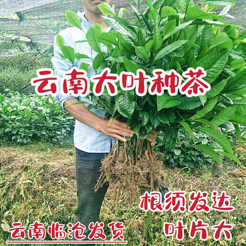 大叶种茶树苗普洱茶苗乔木大树