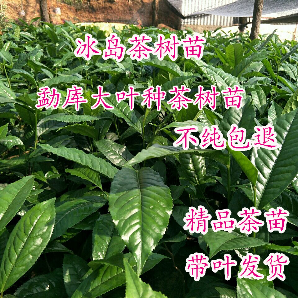 勐库茶树苗冰岛茶茶籽育云南大叶种茶树苗种植优良南方普洱茶高产