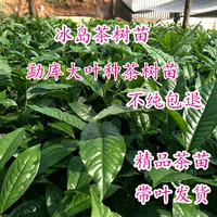 乔木大叶种茶树苗做红茶绿茶普洱茶的原料乔木常绿茶籽培育