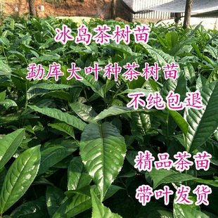 普洱茶苗乔木大叶茶云南大叶种茶籽茶果培育不是扦插地苗实生苗