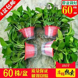 绿萝盆栽室内新房净化空气长藤大叶垂吊桌面水培花卉绿植