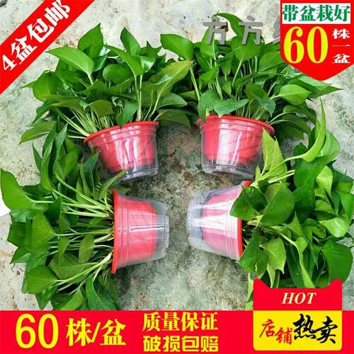 懒人绿萝盆栽室内新房除甲醛净化