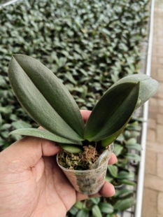 蝴蝶兰幼苗1.7寸杯盆栽新品种花卉 室内客厅桌面装饰绿植花卉盆栽