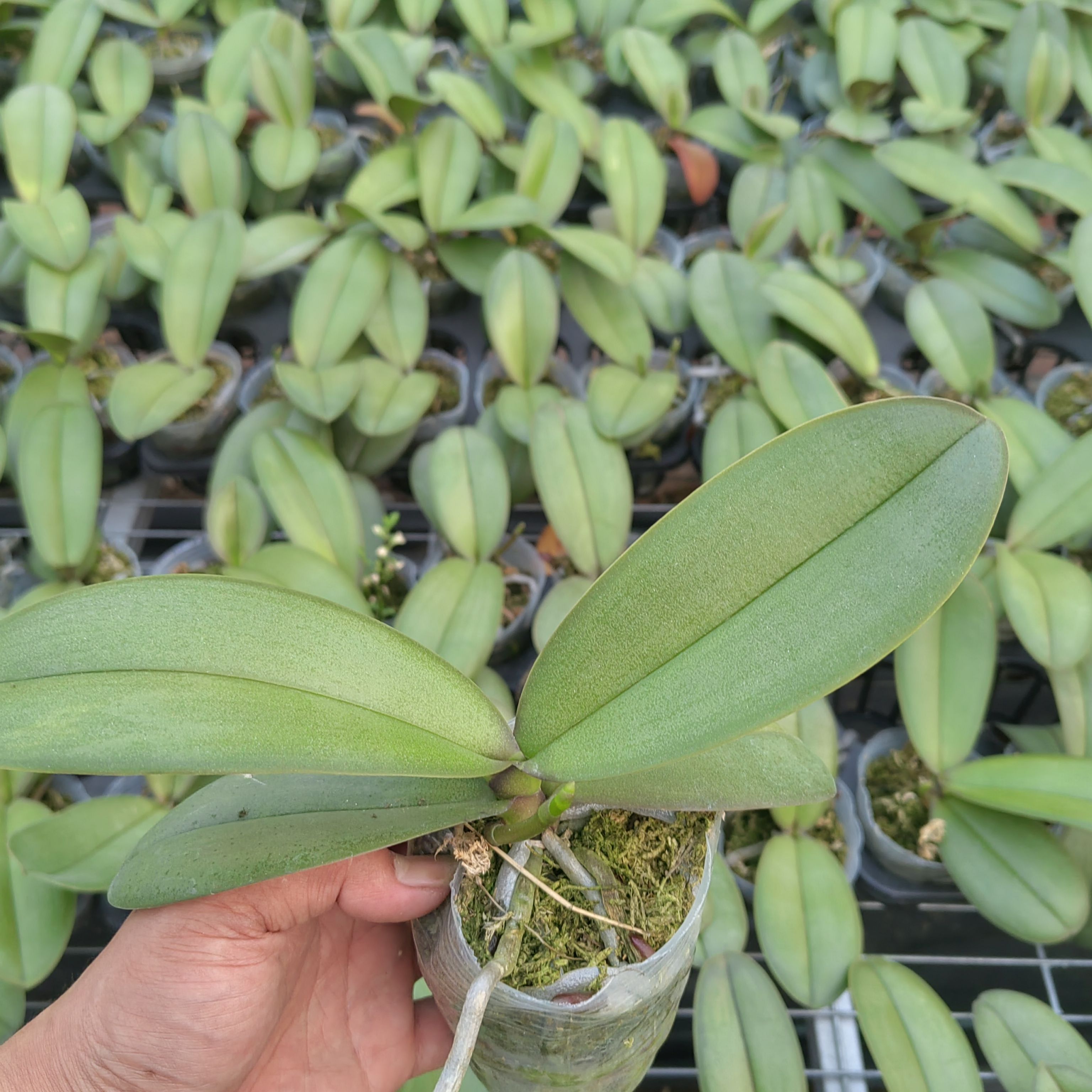 蝴蝶兰花剑苗 2.8 寸杯品种齐全带花剑中苗室内办公室花卉 好养活