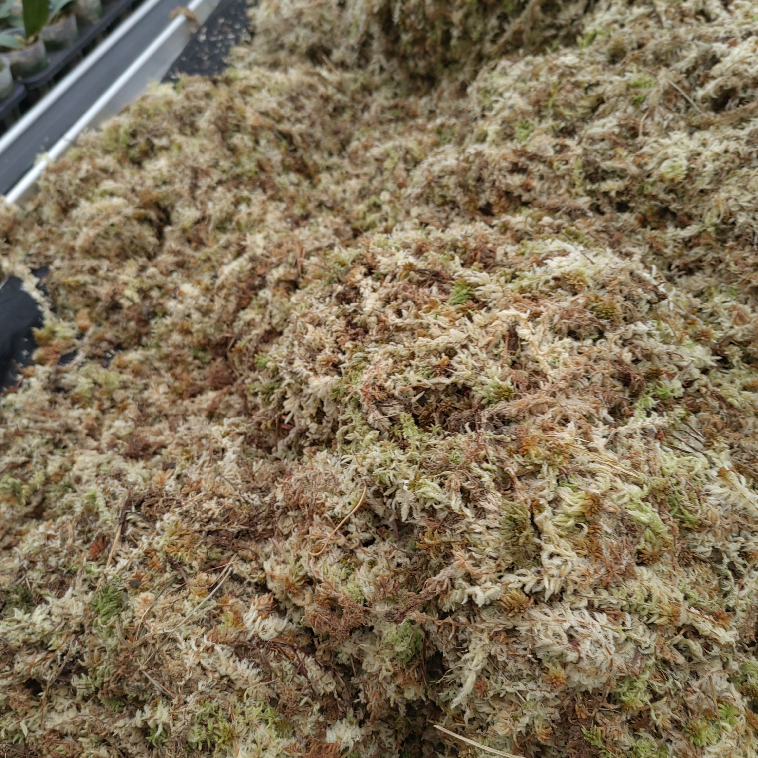 水苔200克 蝴蝶兰大中小苗 专用基质特级品质1份基地专用直发包邮
