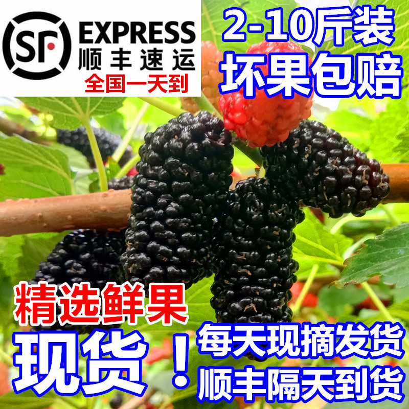 2019现摘现发新鲜桑葚孕妇水果泡酒桑果黑桑葚顺丰包邮非桑葚干在类目 零食/坚果/特产, 蜜饯/枣类/梅/果干, 桑椹干中 - 来自Buy2taobao.com提供专业的淘宝代购服务