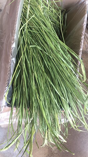 26年烘干北提牧草有穗尖翠绿兔子龙猫荷兰猪毛1kg2箱包邮