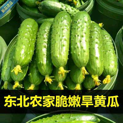 东北旱黄瓜新鲜小青瓜带刺小黄瓜农家蔬菜现摘2/5斤时令蔬菜
