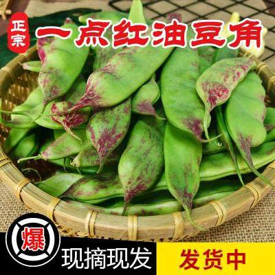 东北油豆角现摘新鲜一点红九月青扁豆开锅烂面豆农家蔬菜当季包邮
