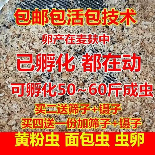 黄粉虫一代面包活体四份技术