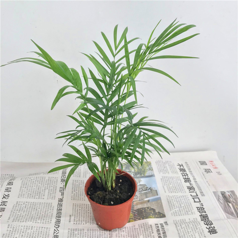 室内桌面植物小椰子树袖珍花椰子盆栽水培绿植植物盆栽