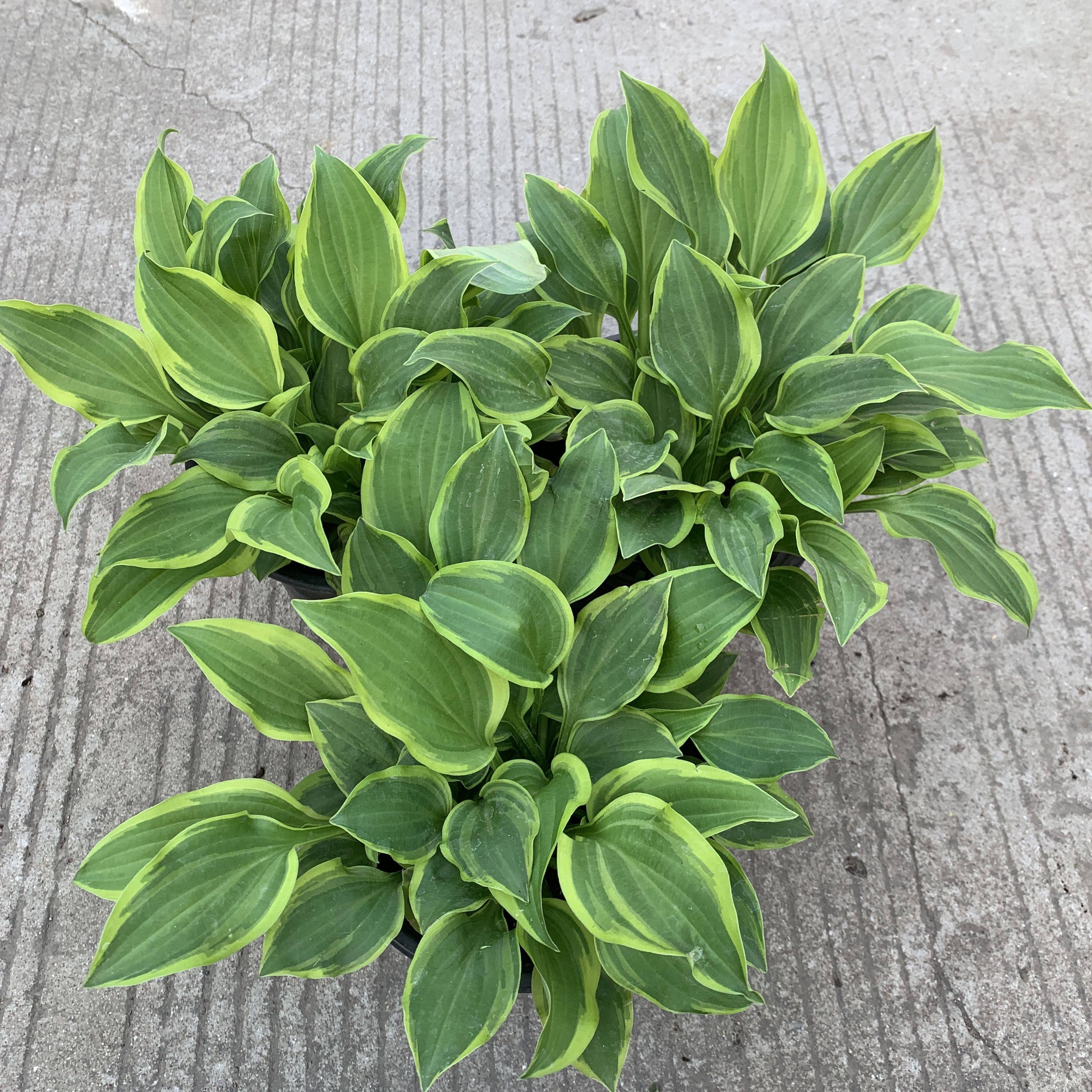 荷兰玉簪花盆栽大苗 庭院阳台多年生宿根喜阴爱国者观叶植物包邮