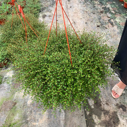 千叶兰盆栽花苗婚纱植物垂吊