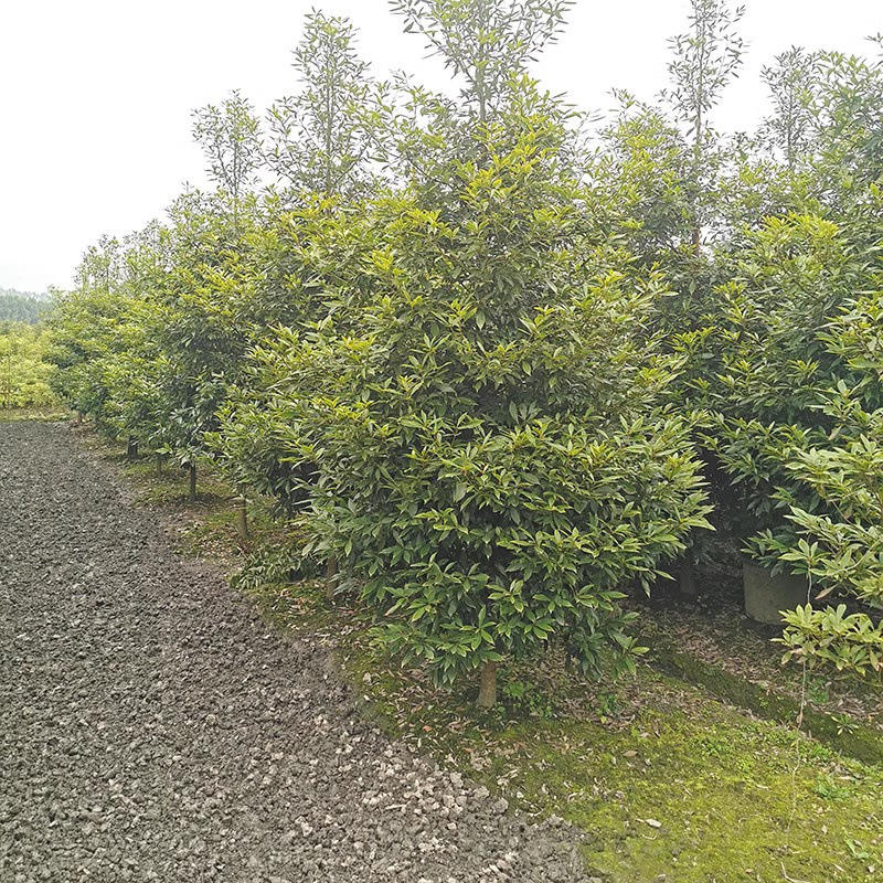 雅安天赐苗木基地金丝楠木树苗
