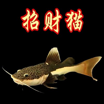 招财猫红尾招财猫鱼龙缸配鱼