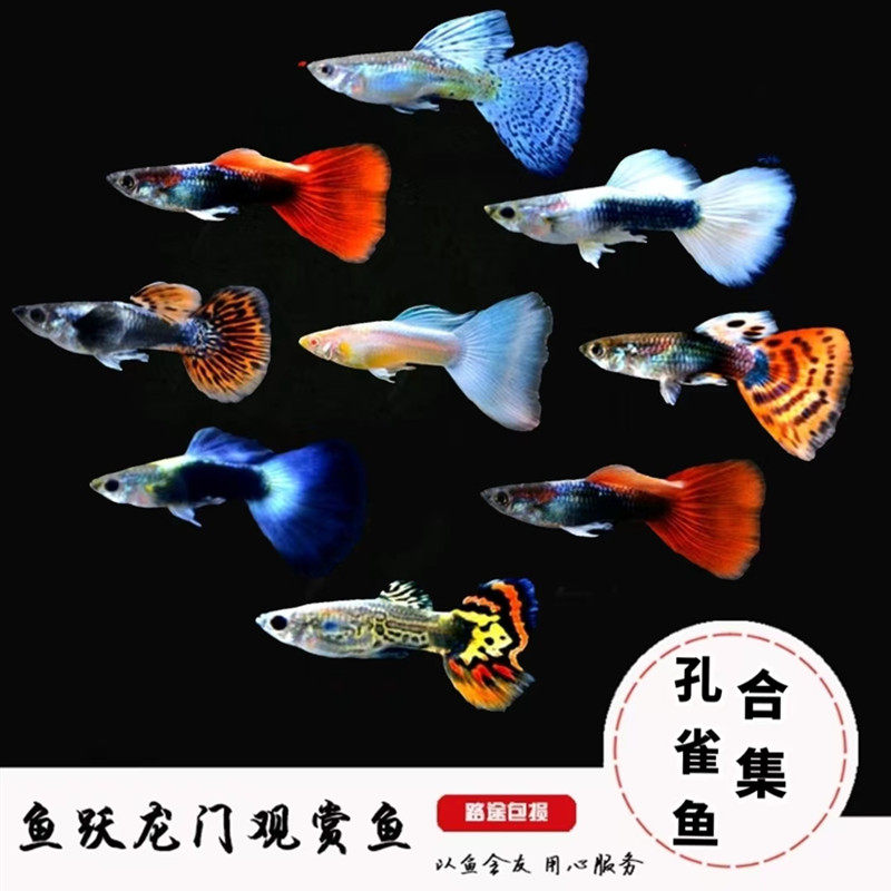 入门小型热带观赏鱼孔雀鱼凤尾鱼巴西红扇象牙白鱼合集活体包邮,宠物/宠物食品及用品,鱼,淘宝优惠券,粉丝福利购,淘宝优惠卷