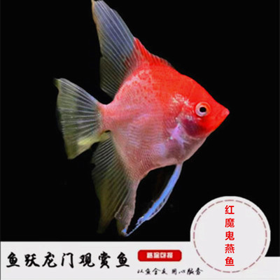 红魔鬼燕鱼七彩神仙燕鱼