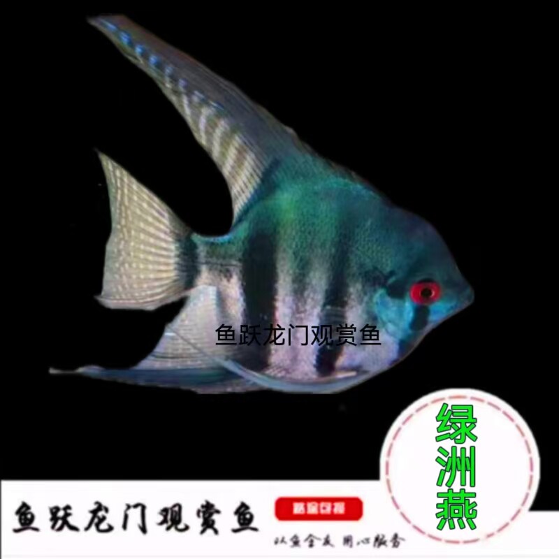 绿洲燕鱼神仙燕鱼龙缸配鱼