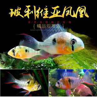 玻利维亚凤凰鱼南美水族短鲷玻利维亚凤凰鱼观赏热带淡水活体